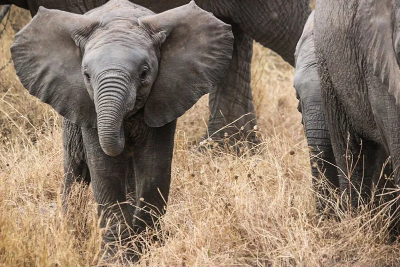 Serengeti : le théâtre de la vie sauvage