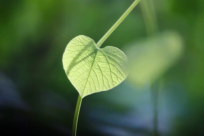 Les certifications à connaître pour éviter le greenwashing