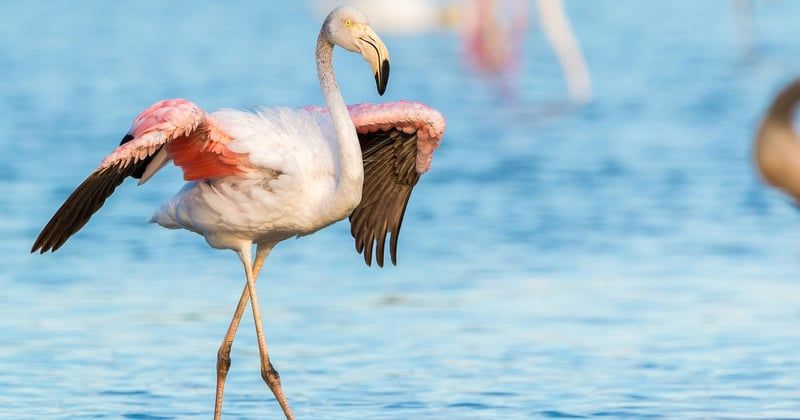 Où observer les oiseaux près d'Argelès-sur-Mer : 7 spots incontournables