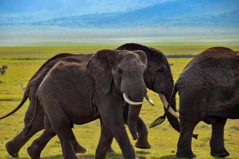 Les meilleures destinations safari en 2026